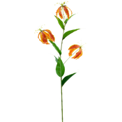Fiore di Gloriosa