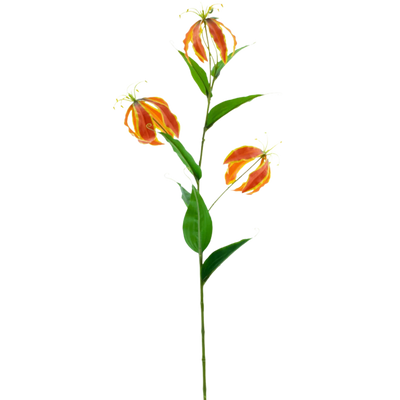 Fiore di Gloriosa