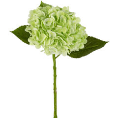 Ortensie finte