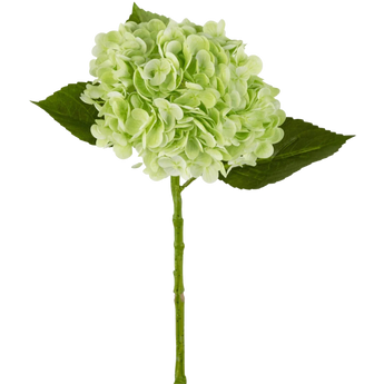 Hortensia artistica