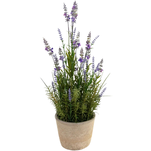 Lavanda finta