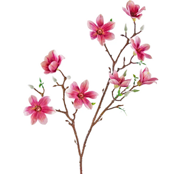 Arte Magnolia