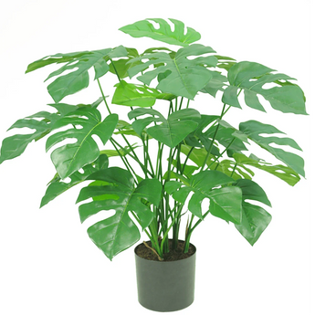 Arte Monstera e Philo