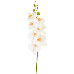 Orchidea finta