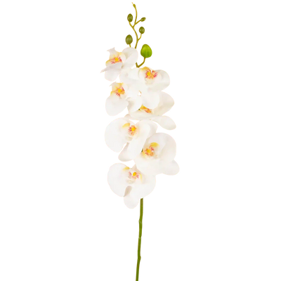 Orchidea finta