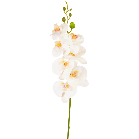 Orchidea finta