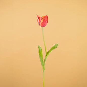 Tulipani finti