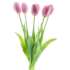 Tulipani finti