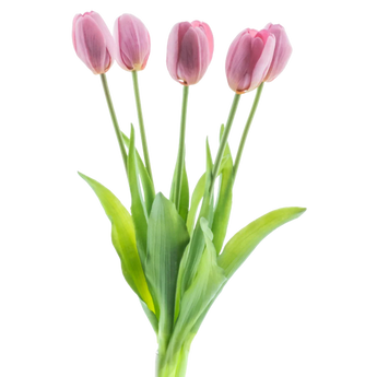 Tulipani d'arte