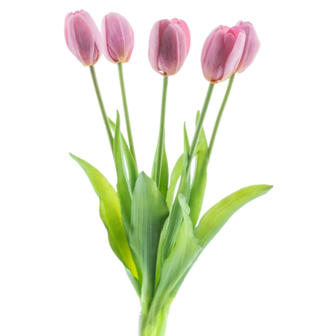 Tulipani finti