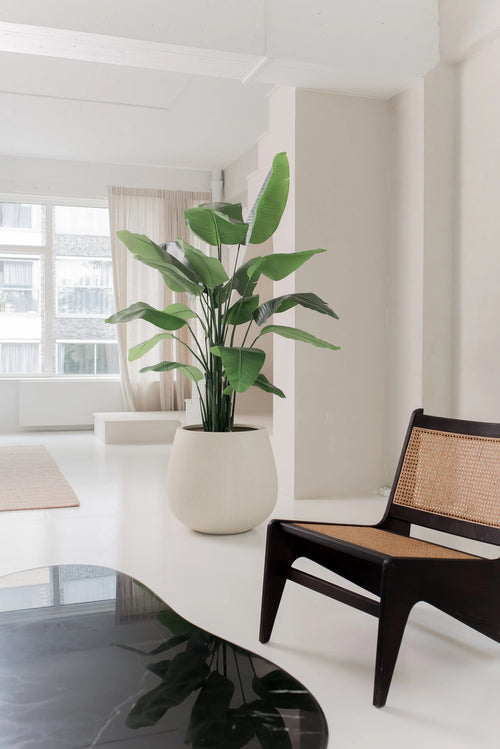 La pianta artificiale Strelitzia Real Touch Deluxe 180 cm si trova su un pavimento bianco in un soggiorno luminoso e minimalista con pareti bianche, finestre trasparenti e una sedia in legno scuro con seduta e schienale intrecciati.