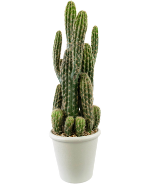 Cactus artificiale 62 cm