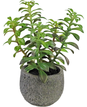 Succulenta artificiale in vaso ornamentale 25 cm