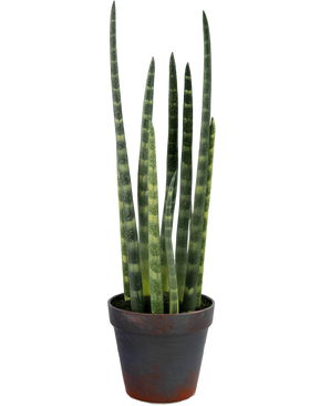 Sansevieria artificiale Cylindrica 43 cm