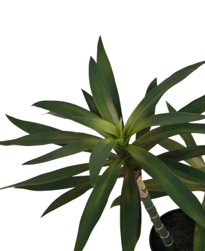 Piante Finte Yucca gigantea 53 cm