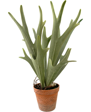 Piante Finte Fern Staghorn 43 cm
