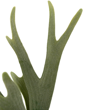 Piante Finte Fern Staghorn 43 cm