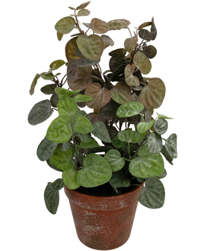 Piante Finte Peperomia 35 cm