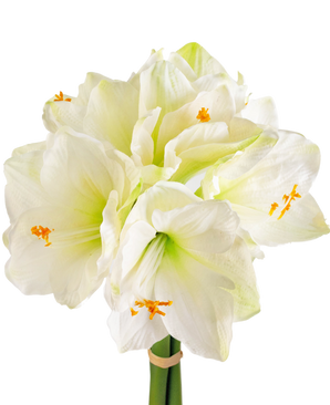Fiore artificiale Amaryllis bianco 36 cm