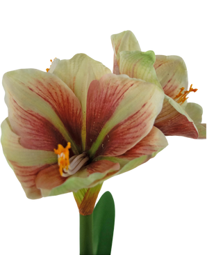 Fiore artificiale Amaryllis Rosso/Giallo 48 cm