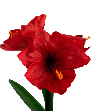 Fiore artificiale Amaryllis rosso 48 cm