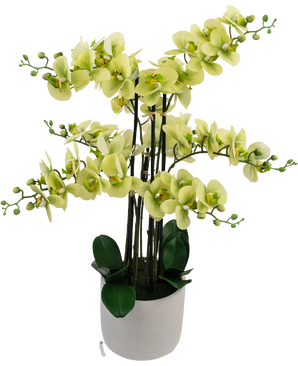 Orchidea artificiale Real Touch 81 cm verde