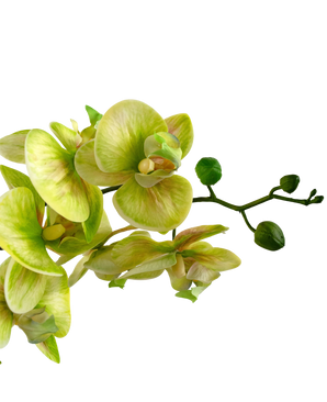 Orchidea artificiale Real Touch 60 cm verde