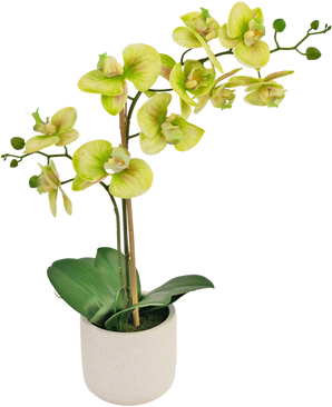 Orchidea artificiale Real Touch 60 cm verde