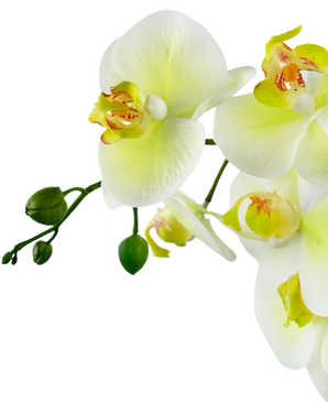 Orchidea artificiale Real Touch 60 cm verde/bianco