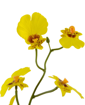 Oncidium artificiale Real Touch 48 cm giallo