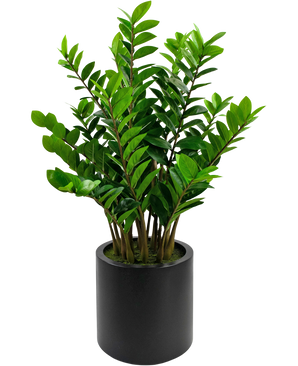 Piante Finte Zamioculcas già pronta in vaso nero da 120 cm