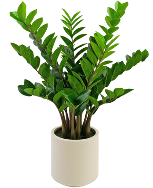 Piante Finte Zamioculcas pronta in vaso beige da 80 cm