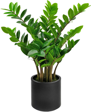 Piante Finte Zamioculcas già pronta in vaso nero da 80 cm