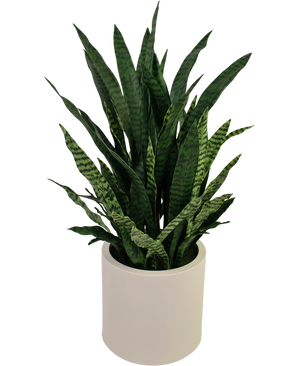 Sansevieria artificiale Zylanica 43 cm pronta in vaso beige