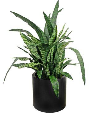 Sansevieria artificiale Zylanica 43 cm pronta in vaso nero