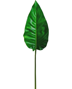 Foglio artificiale Alocasia 76cm