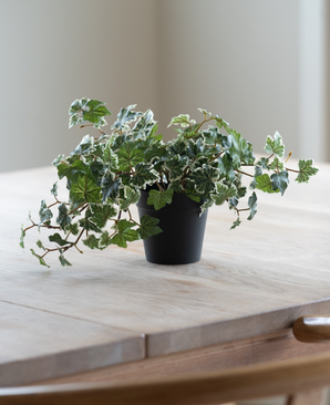 L'edera artificiale Deluxe verde-bianca in vaso da 22 cm (UV), con rigogliose foglie verdi e bianche, si trova su un tavolo di legno chiaro, mentre da sinistra splende una morbida luce naturale.