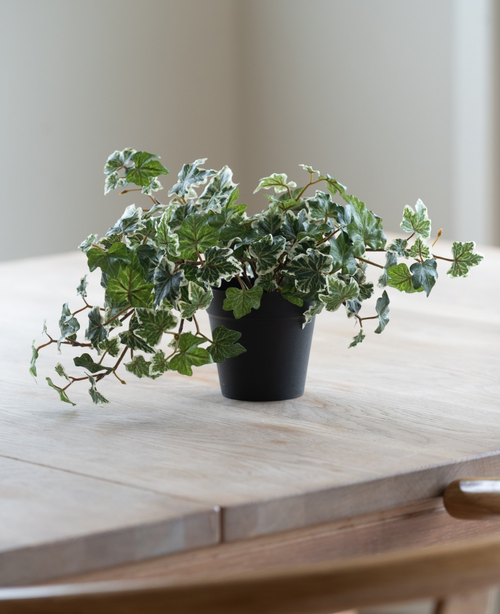 L'edera artificiale Deluxe verde-bianca in vaso da 22 cm (UV), con rigogliose foglie verdi e bianche, si trova su un tavolo di legno chiaro, mentre da sinistra splende una morbida luce naturale.