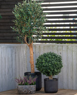 Drie potplanten staan buiten opgesteld: een Kunst olijfboom UV 155 cm met een slanke stam, een ronde struik en een kleine pot met paarse heide, allemaal tegen een betonnen muur en een hek van houten latten.