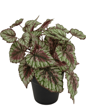 Begonia artificiale in vaso da 35 cm