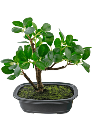 Bonsai finto Ficus 20 cm