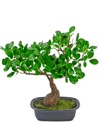 Bonsai finto Ficus 30 cm