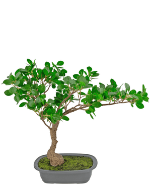 Bonsai finto Ficus 40 cm