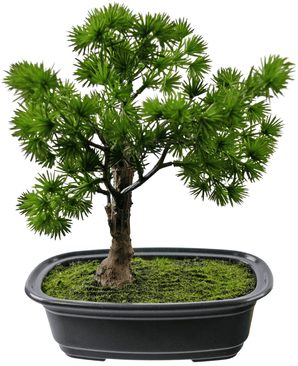 Bonsai finto Ginepro 20 cm