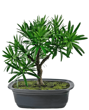 Bonsai finto Podocarpus 20 cm