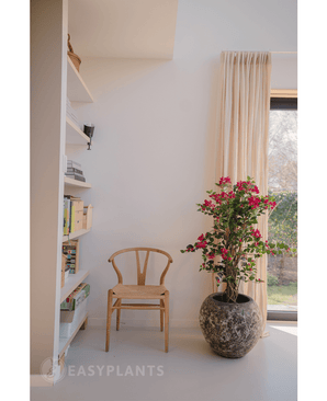 Bougainvillea Piante Finte Liana Fuchsia 115 cm