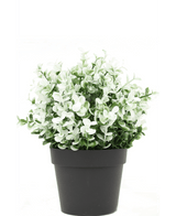 Buxus artificiale bianco in vaso 19 cm UV