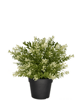 Buxus artificiale in vaso 23 cm UV