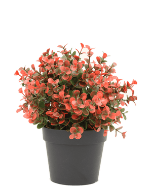 Buxus artificiale rosso in vaso 19 cm UV