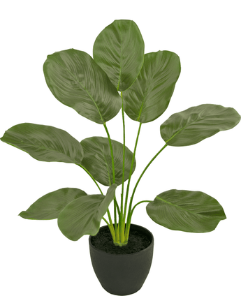 Calathea artificiale 48 cm in vaso ornamentale nero